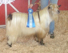 Bells Goats Patch
